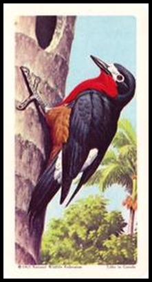 29 Puerto Rican Woodpecker